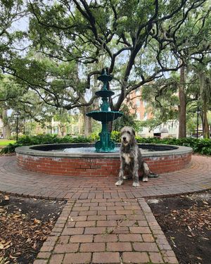 Image post by @thesavannahwolfhound on Instagram