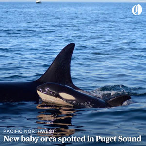 Image post by @theoregonian on Instagram