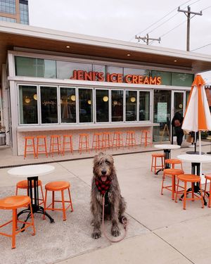 Image post by @thesavannahwolfhound on Instagram
