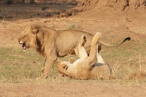 Image post by @chiawasafaris on Instagram