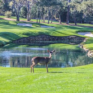 Image post by @pebblebeachresorts on Instagram