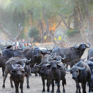 Image post by @chiawasafaris on Instagram