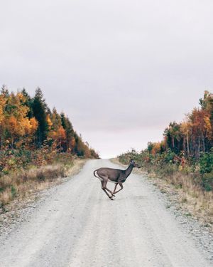 Image post by @themainemag on Instagram
