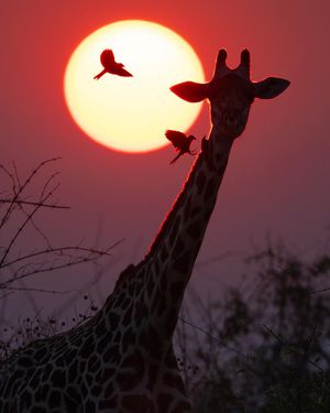 Image post by @chiawasafaris on Instagram