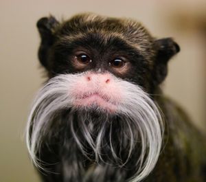 Image post by @animalplanet on Instagram