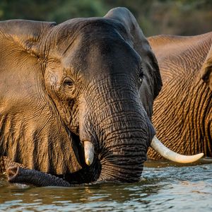Image post by @chiawasafaris on Instagram