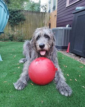Image post by @thesavannahwolfhound on Instagram