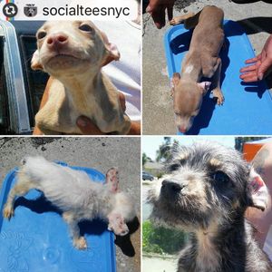 Image post by @nikkiglaser on Instagram