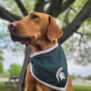 Image post by @zekethewonderdog_ on Instagram