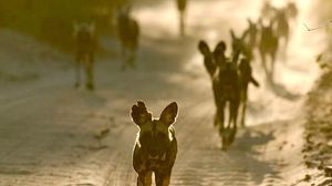 Image post by @chiawasafaris on Instagram