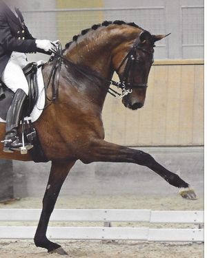 Image post by @performancesaddlefitssthsydney on Instagram