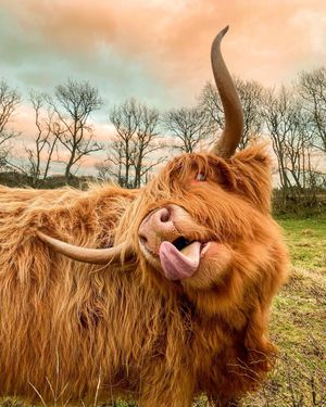 Image post by @visitscotland on Instagram