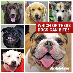 Image post by @statefarm on Instagram