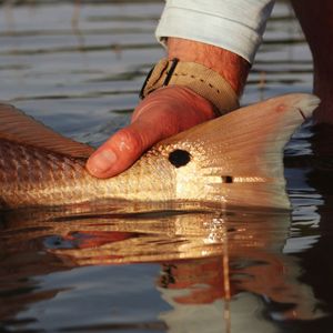 Image post by @toadfishoutfitters on Instagram