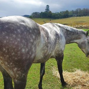 Image post by @equine_passion_online on Instagram