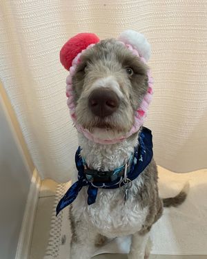 Image post by @floofy.coopy.doodle on Instagram