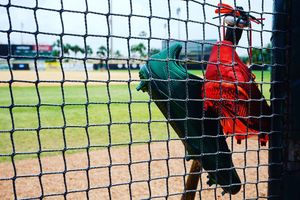 Image post by @canesbaseball on Instagram
