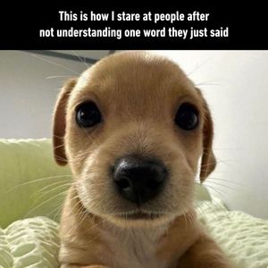 Image post by @9gag on Instagram
