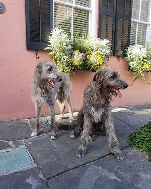 Image post by @thesavannahwolfhound on Instagram