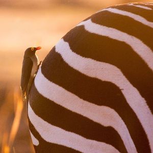 Image post by @chiawasafaris on Instagram