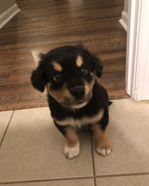 Image post by @booplethesnoot on Instagram