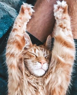 Image post by @evolvepetfood on Instagram