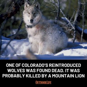 Image post by @outdoor_life on Instagram