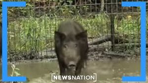 Video post by @newsnation on YouTube