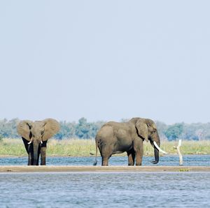 Image post by @chiawasafaris on Instagram