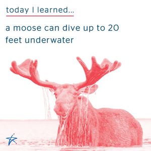 Image post by @uscellular on Instagram