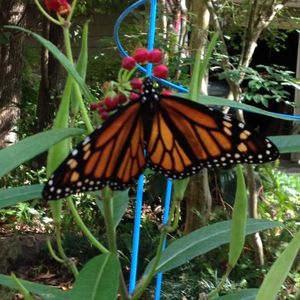 Image post by @kidsgardening on Instagram
