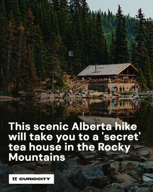 Image post by @curiocitycalgary on Instagram