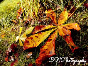 Image post by @c91photography on Instagram