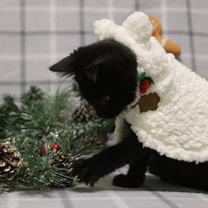 Image post by @whitmanpets on Instagram
