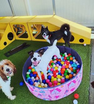 Image post by @tux_the_blue_pomsky on Instagram