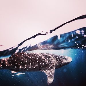 Image post by @discovery on Instagram