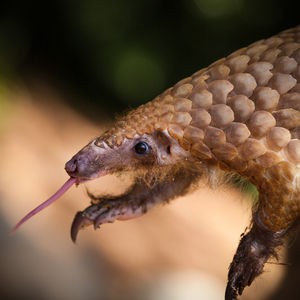 Image post by @animalplanet on Instagram