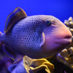 Image post by @animalplanet on Instagram