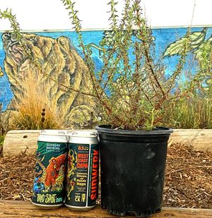 Image post by @sudwerkbrew on Instagram