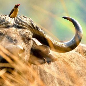 Image post by @chiawasafaris on Instagram