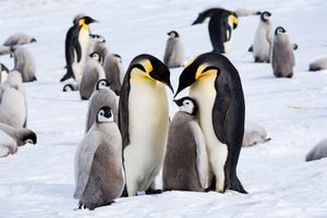 Image post by @white.desert.antarctica on Instagram