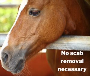 Image post by @equinecareprobiotic on Instagram