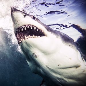 Image post by @discovery on Instagram