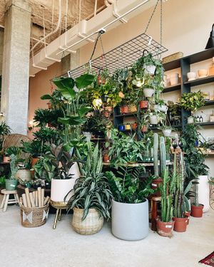 Image post by @thegreenhousejax on Instagram