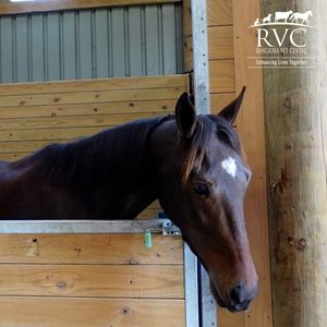 Image post by @nzhorseambulancetrust on Facebook