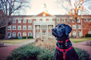Image post by @elonuniversity on Instagram
