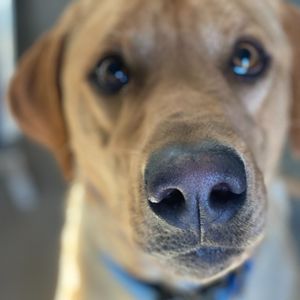 Image post by @whitmanpets on Instagram