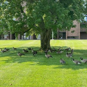 Image post by @stonybrooku on Instagram