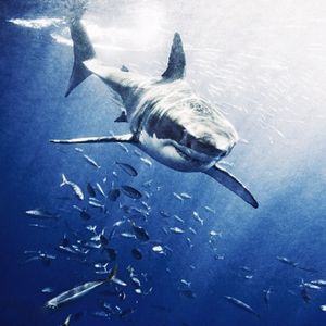 Image post by @discovery on Instagram