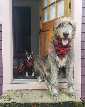 Image post by @thesavannahwolfhound on Instagram